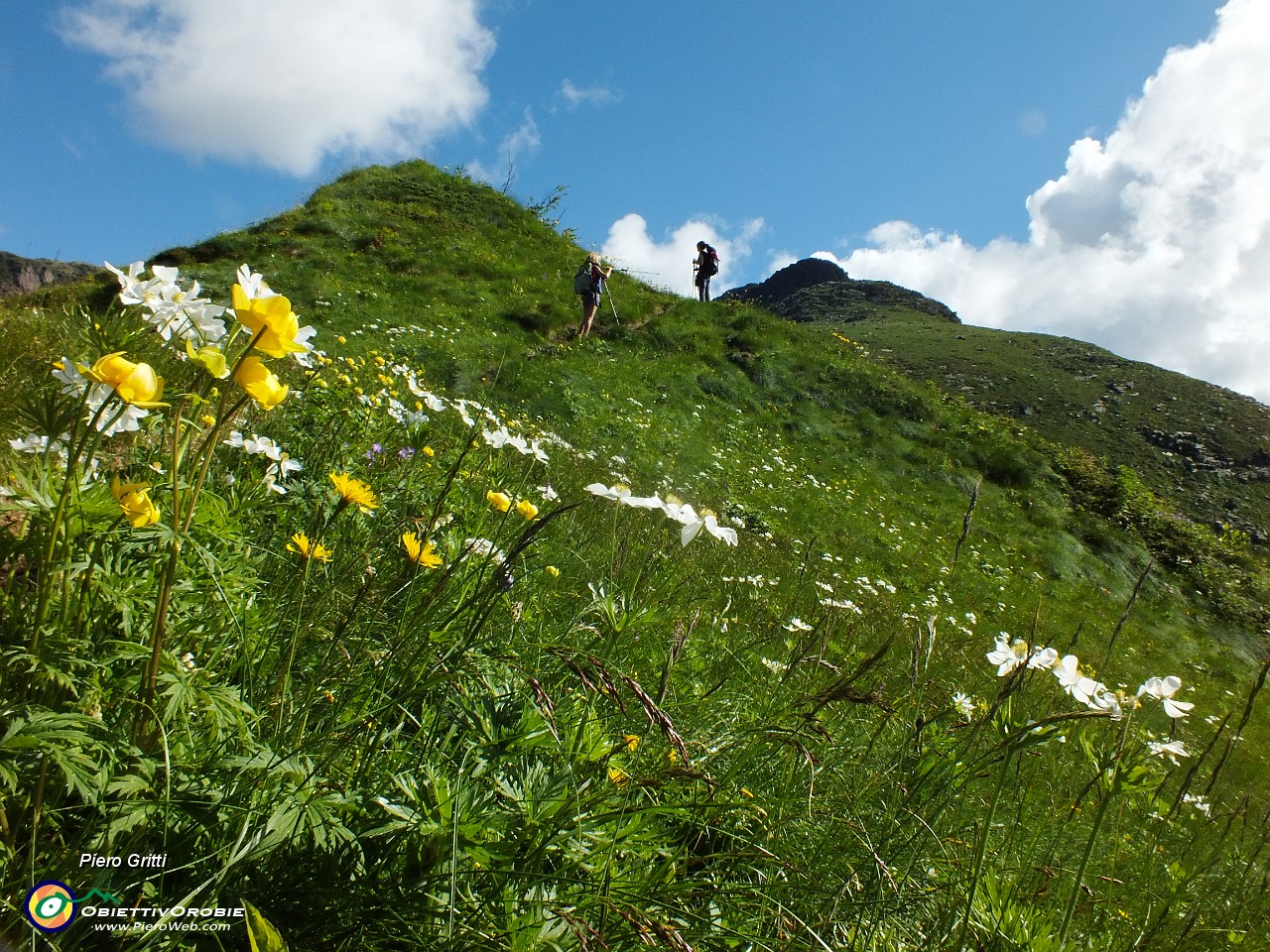 28 Salendo sul sentiero 270A, anemoni narcissiflora e botton d'oro.JPG